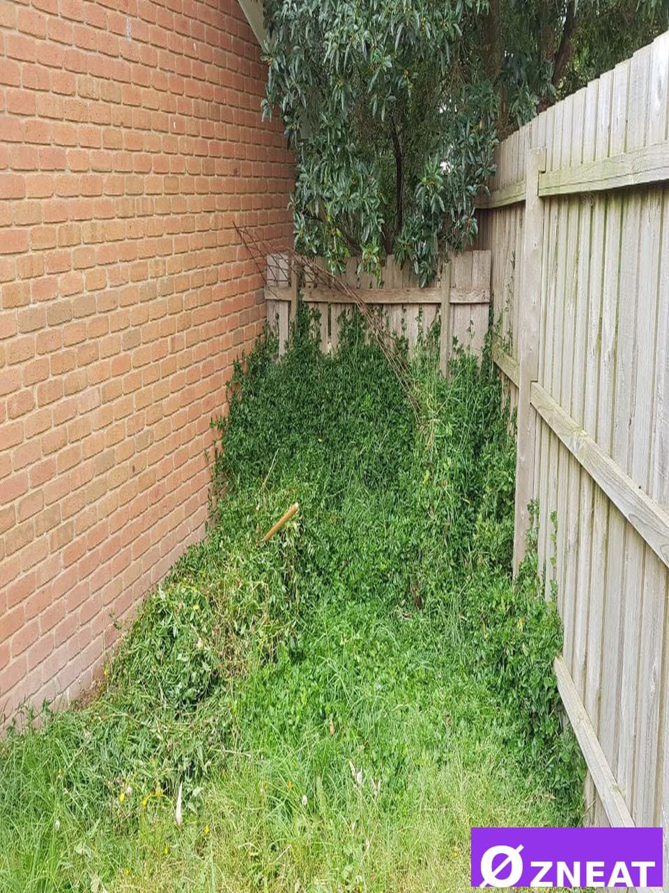 Overgrown Backyard - Before 1