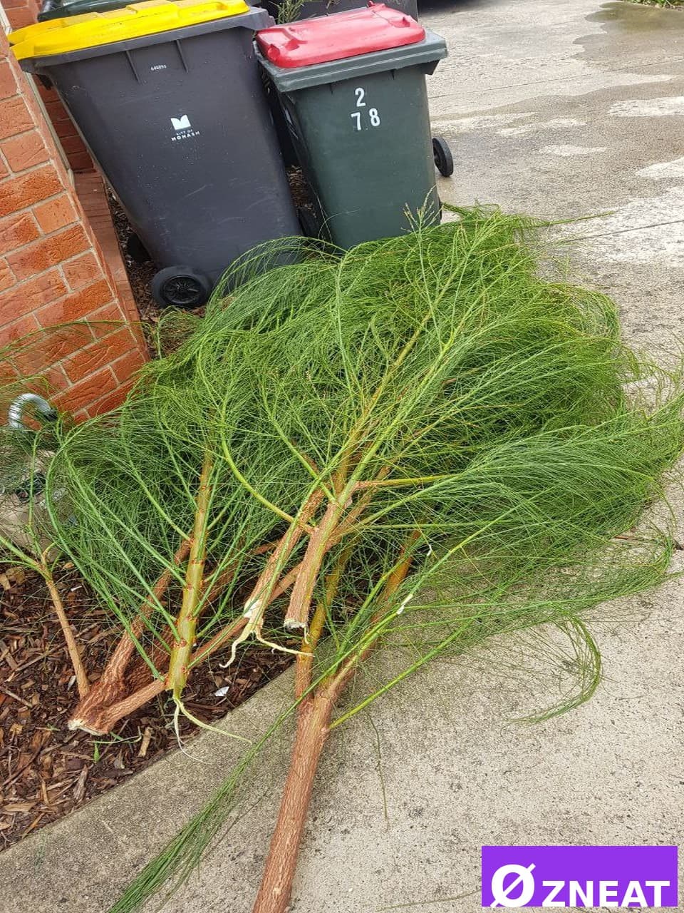 Overgrown Backyard - Before 5