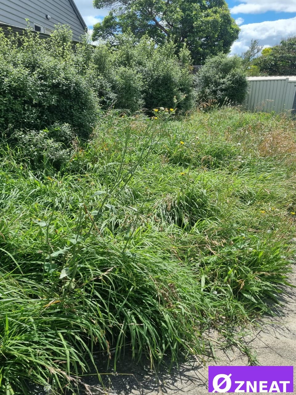 Lawn Mowing Service - Before 1